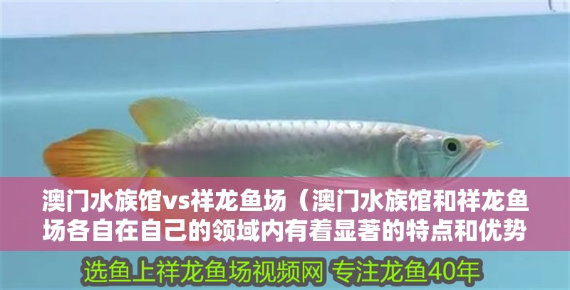 澳門水族館vs祥龍魚場（澳門水族館和祥龍魚場各自在自己的領域內有著顯著的特點和優勢）