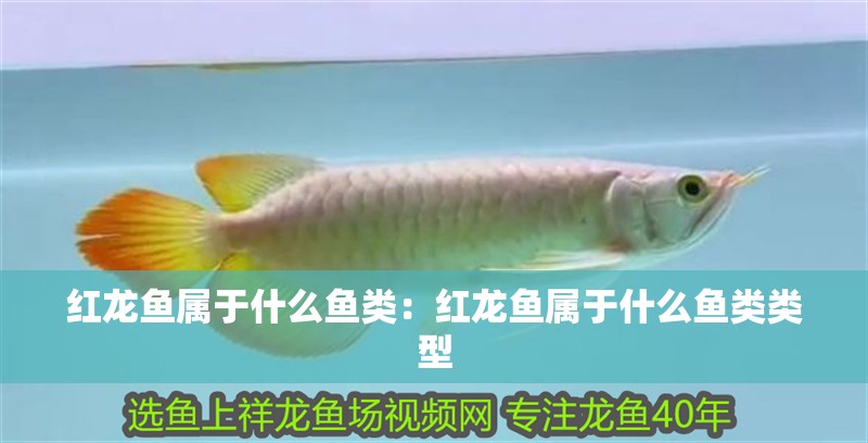 紅龍魚屬于什么魚類:紅龍魚屬于什么魚類類型 水族問答 紅龍魚屬于什么魚類:紅龍魚屬于什么魚類類型 紅龍魚屬于什么魚類:紅龍魚屬于什么魚類類型 水族問答
