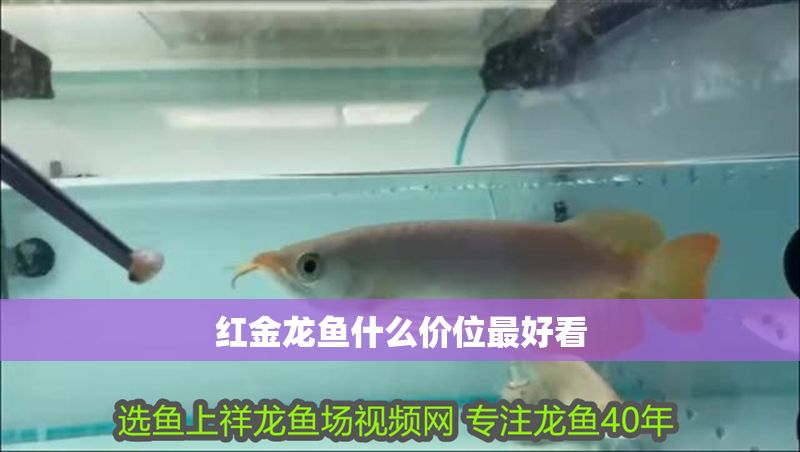 紅金龍魚什么價位最好看 紅金龍魚什么價位最好看 龍魚百科 第1張