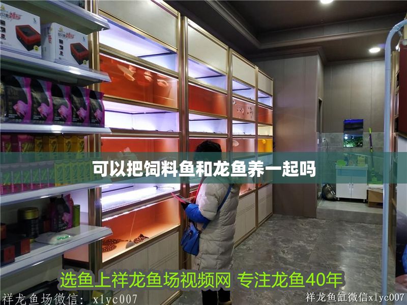 可以把飼料魚和龍魚養一起嗎