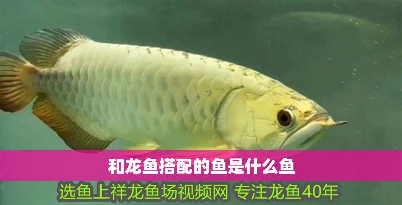 和龍魚搭配的魚是什么魚