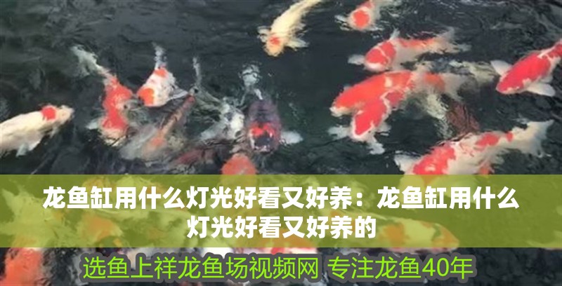 龍魚缸用什么燈光好看又好養：龍魚缸用什么燈光好看又好養的
