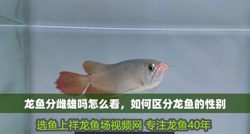 龍魚分雌雄嗎怎么看，如何區分龍魚的性別
