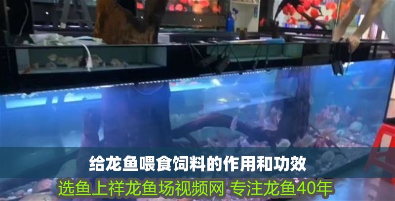 給龍魚喂食飼料的作用和功效
