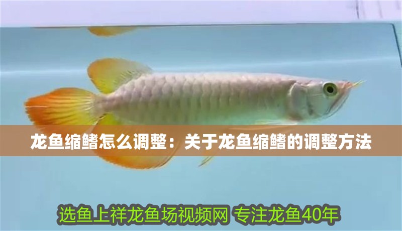 龍魚縮鰭怎么調整：關于龍魚縮鰭的調整方法