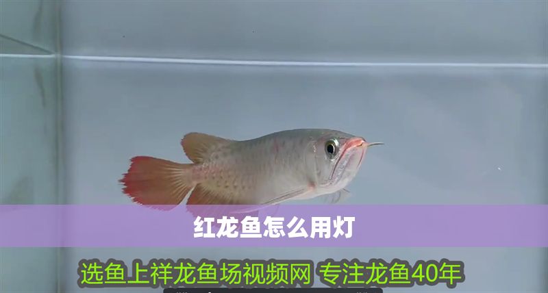 紅龍魚怎么用燈