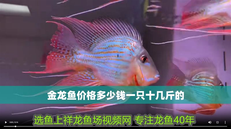 金龍魚價格多少錢一只十幾斤的
