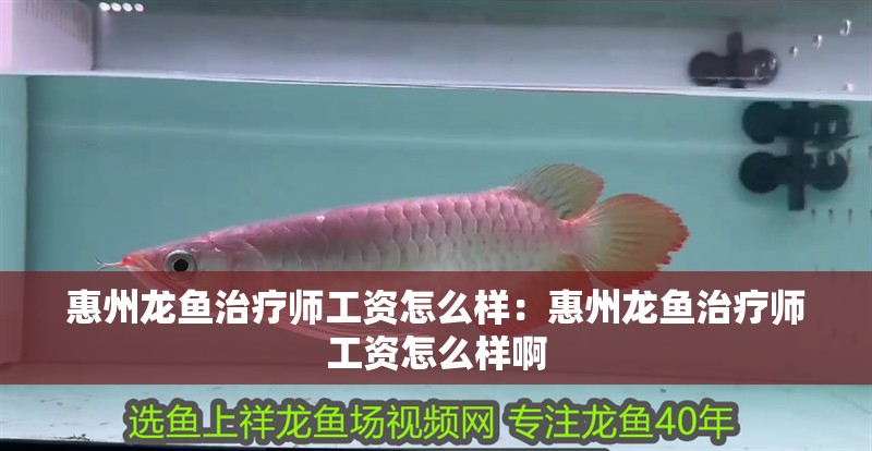 惠州龍魚治療師工資怎么樣：惠州龍魚治療師工資怎么樣啊