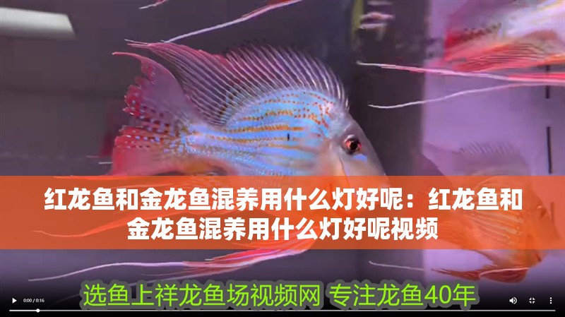 紅龍魚和金龍魚混養用什么燈好呢：紅龍魚和金龍魚混養用什么燈好呢視頻