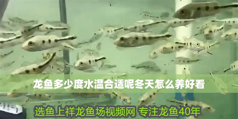 龍魚多少度水溫合適呢冬天怎么養好看