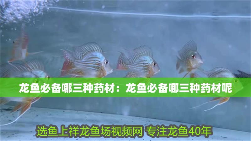 龍魚必備哪三種藥材：龍魚必備哪三種藥材呢