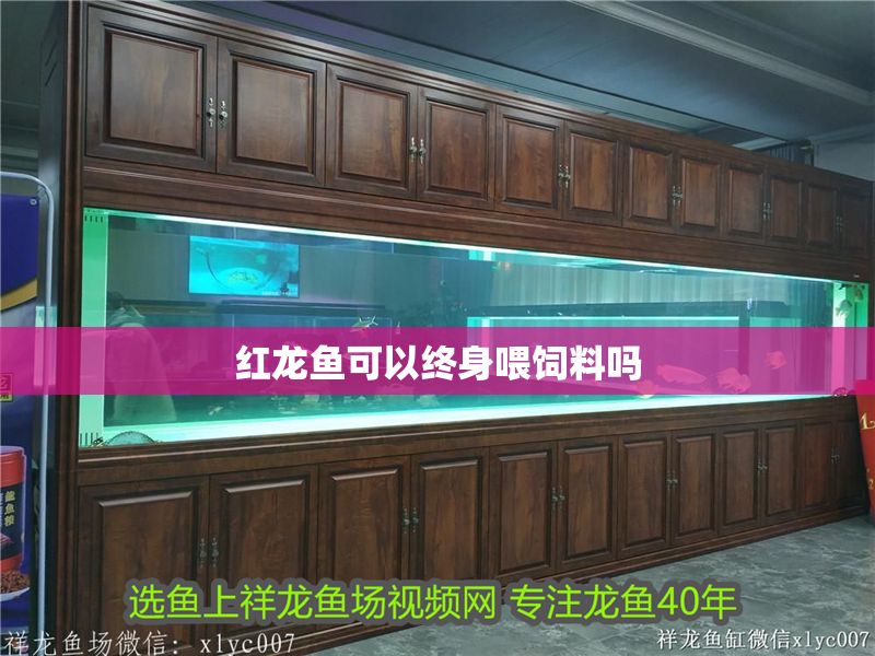 紅龍魚可以終身喂飼料嗎