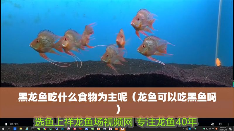 黑龍魚吃什么食物為主呢（龍魚可以吃黑魚嗎） 黑龍魚吃什么食物為主呢（龍魚可以吃黑魚嗎） 龍魚百科 第1張