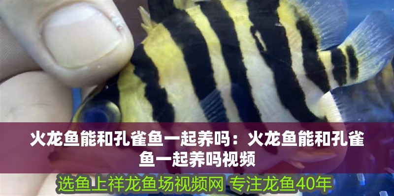 火龍魚能和孔雀魚一起養嗎：火龍魚能和孔雀魚一起養嗎視頻