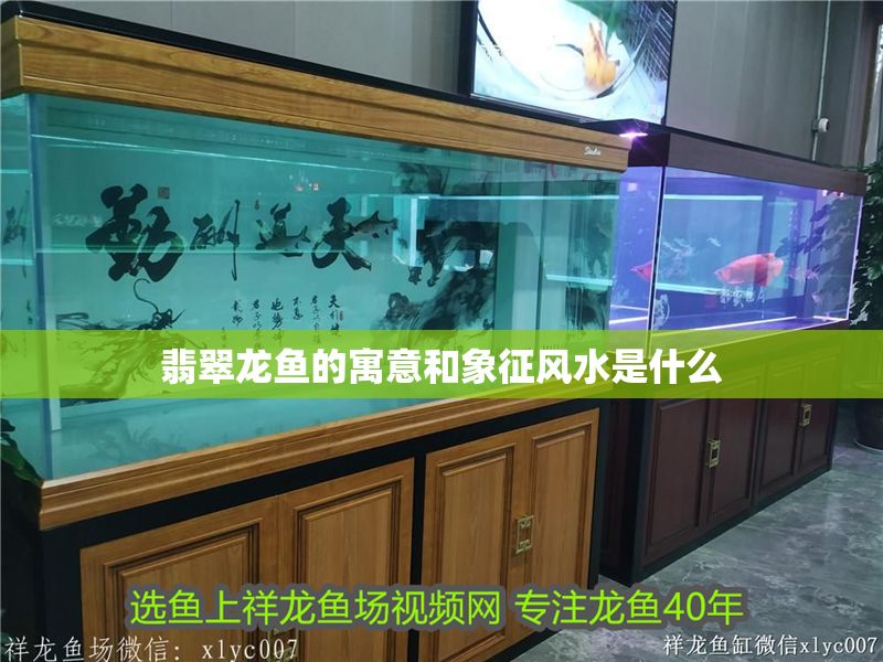 翡翠龍魚的寓意和象征風(fēng)水是什么 翡翠龍魚的寓意和象征風(fēng)水是什么 龍魚百科 第1張