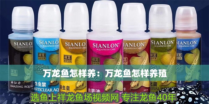 萬龍魚怎樣養(yǎng):萬龍魚怎樣養(yǎng)殖 水族問答 萬龍魚怎樣養(yǎng):萬龍魚怎樣養(yǎng)殖 萬龍魚怎樣養(yǎng):萬龍魚怎樣養(yǎng)殖 水族問答