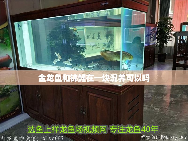 金龍魚和錦鯉在一塊混養可以嗎