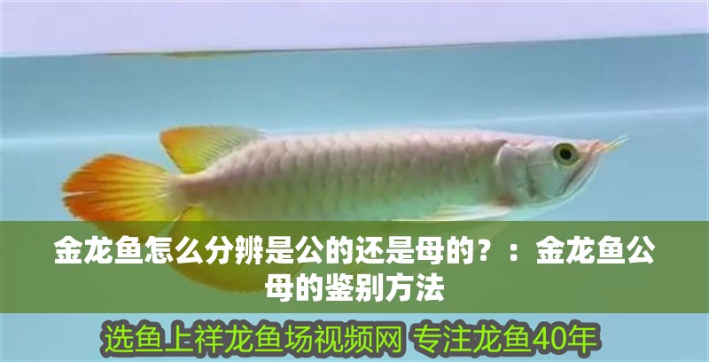 金龍魚怎么分辨是公的還是母的？：金龍魚公母的鑒別方法 金龍魚怎么分辨是公的還是母的？：金龍魚公母的鑒別方法 龍魚百科 第2張