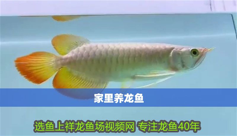 家里養龍魚
