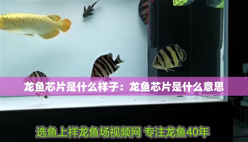 龍魚芯片是什么樣子：龍魚芯片是什么意思