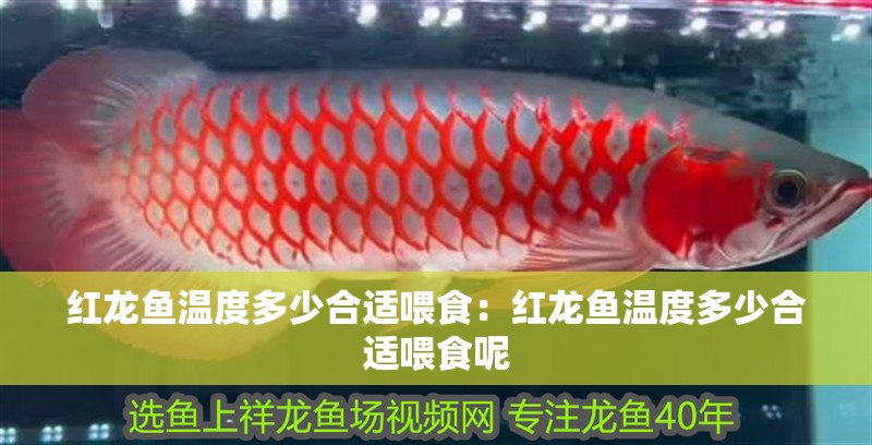 紅龍魚溫度多少合適喂食：紅龍魚溫度多少合適喂食呢