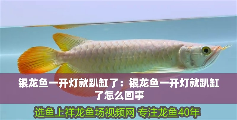 銀龍魚一開燈就趴缸了：銀龍魚一開燈就趴缸了怎么回事