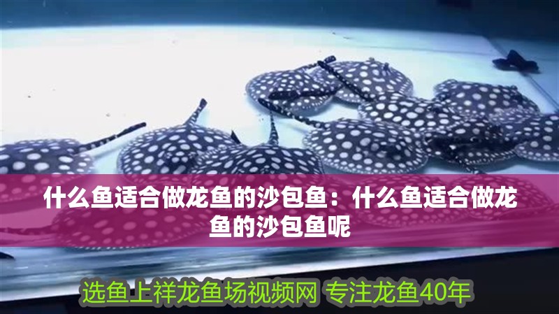 什么魚適合做龍魚的沙包魚：什么魚適合做龍魚的沙包魚呢