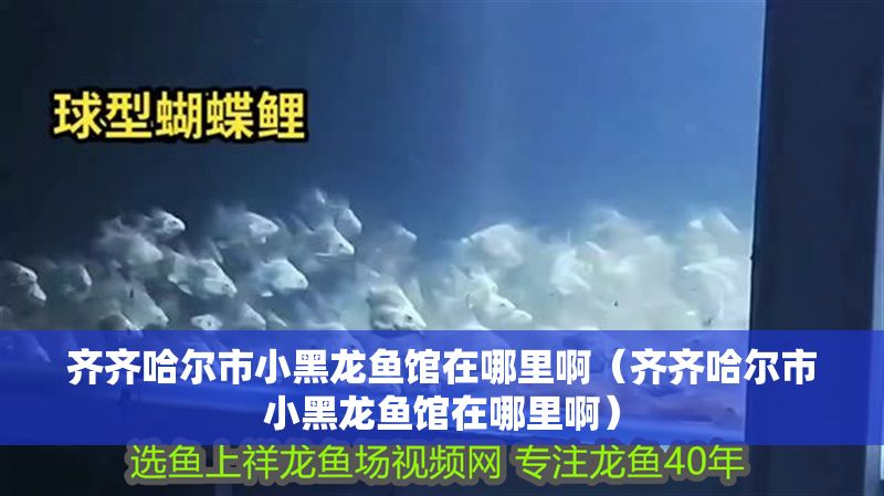 齊齊哈爾市小黑龍魚館在哪里啊（齊齊哈爾市小黑龍魚館在哪里啊） 齊齊哈爾市小黑龍魚館在哪里啊（齊齊哈爾市小黑龍魚館在哪里啊） 龍魚百科 第1張