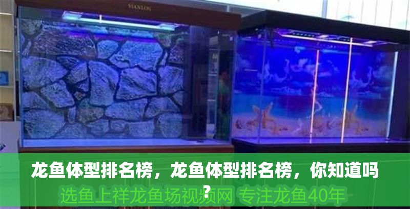 龍魚體型排名榜，龍魚體型排名榜，你知道嗎？