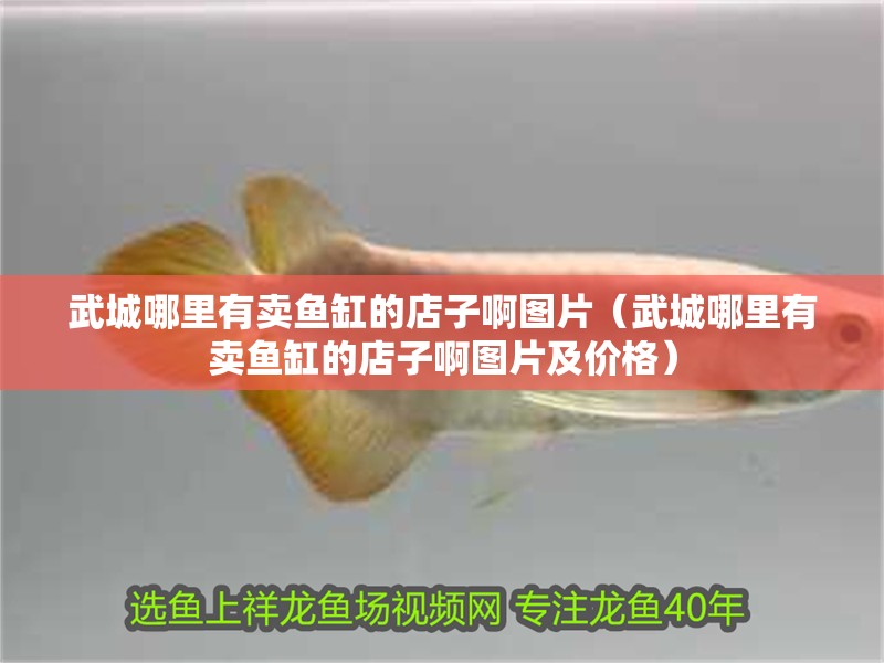 武城哪里有賣魚缸的店子啊圖片（武城哪里有賣魚缸的店子啊圖片及價格）