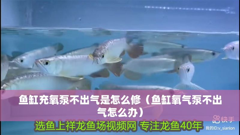 魚(yú)缸充氧泵不出氣是怎么修（魚(yú)缸氧氣泵不出氣怎么辦）
