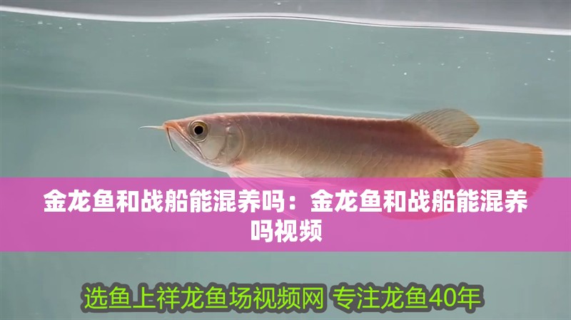 金龍魚和戰(zhàn)船能混養(yǎng)嗎：金龍魚和戰(zhàn)船能混養(yǎng)嗎視頻