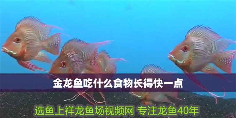 金龍魚吃什么食物長得快一點