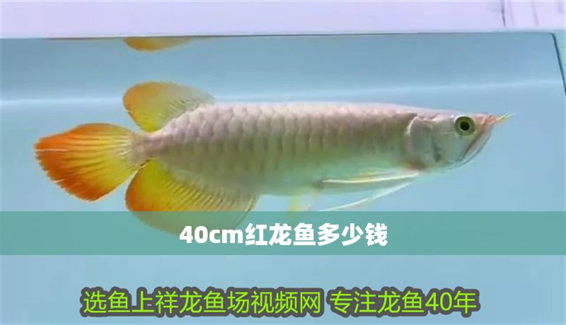 40cm紅龍魚多少錢