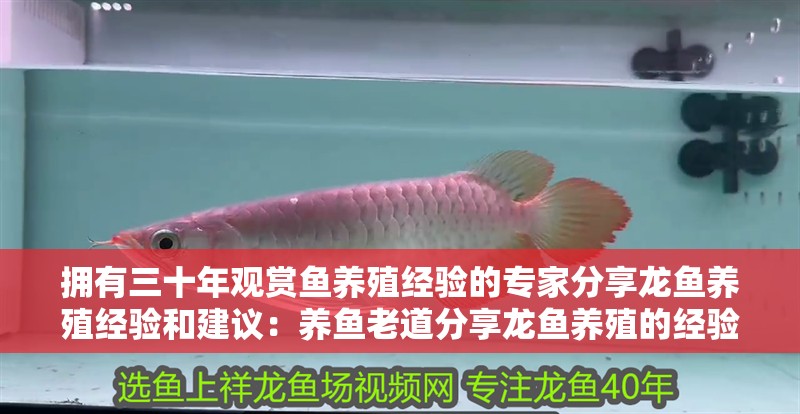 擁有三十年觀賞魚養殖經驗的專家分享龍魚養殖經驗和建議：養魚老道分享龍魚養殖的經驗和建議 擁有三十年觀賞魚養殖經驗的專家分享龍魚養殖經驗和建議：養魚老道分享龍魚養殖的經驗和建議 龍魚百科