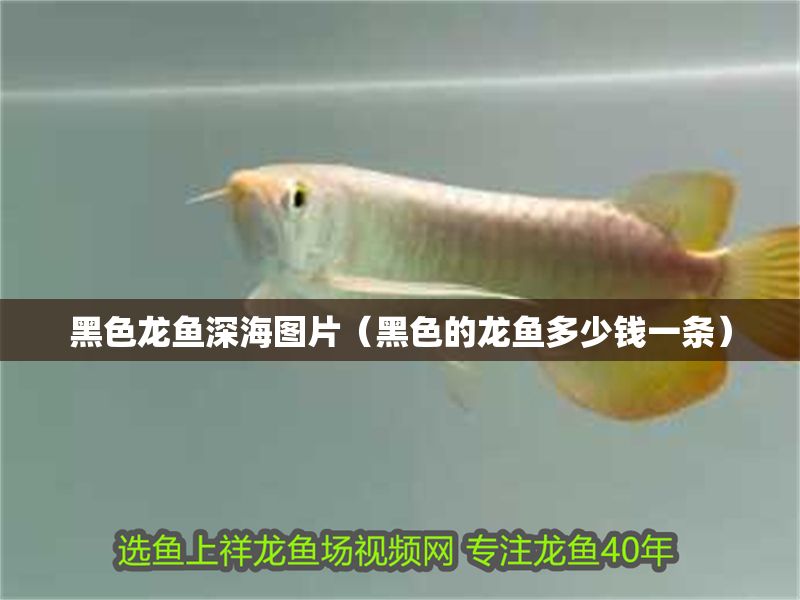 黑色龍魚深海圖片（黑色的龍魚多少錢一條）