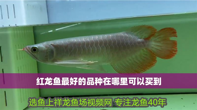 紅龍魚(yú)最好的品種在哪里可以買(mǎi)到