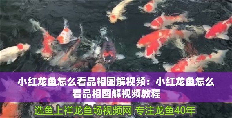 小紅龍魚怎么看品相圖解視頻：小紅龍魚怎么看品相圖解視頻教程