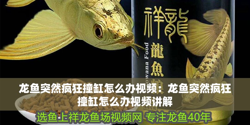 龍魚突然瘋狂撞缸怎么辦視頻：龍魚突然瘋狂撞缸怎么辦視頻講解