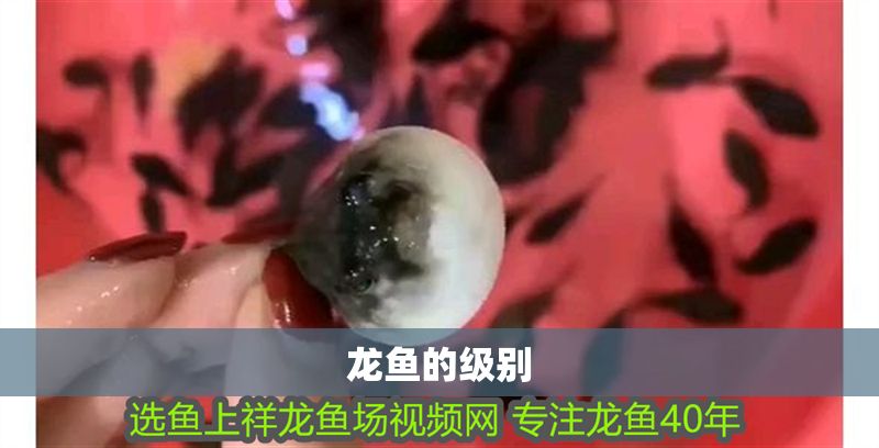 龍魚的級別 龍魚的級別 龍魚百科 第2張