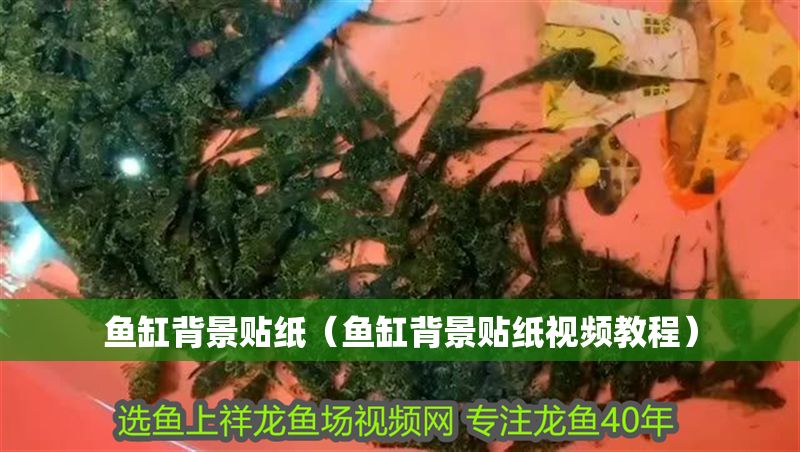 魚缸背景貼紙（魚缸背景貼紙視頻教程）