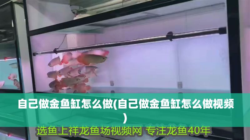 自己做金魚缸怎么做(自己做金魚缸怎么做視頻)