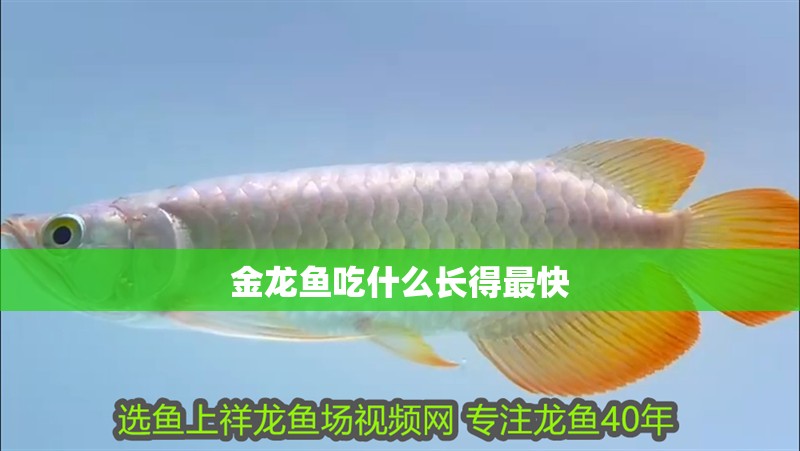 金龍魚吃什么長得最快