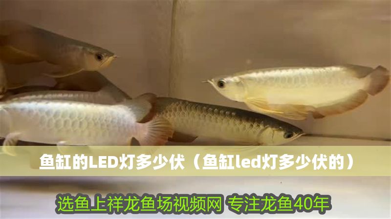 魚缸的LED燈多少伏（魚缸led燈多少伏的）