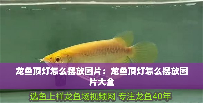龍魚頂燈怎么擺放圖片：龍魚頂燈怎么擺放圖片大全