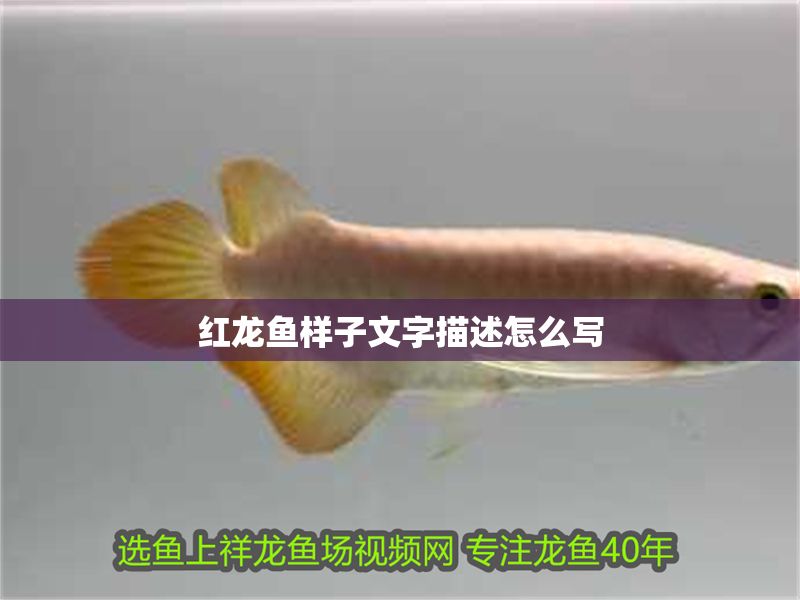紅龍魚樣子文字描述怎么寫