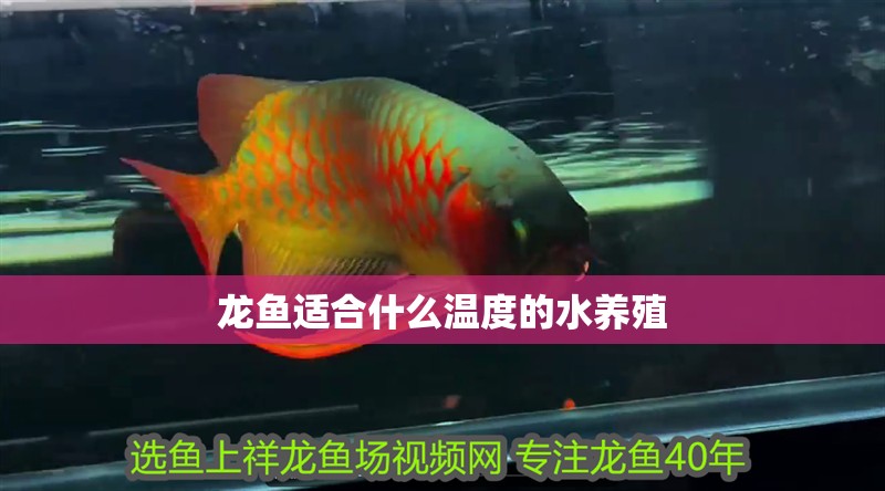 龍魚適合什么溫度的水養殖