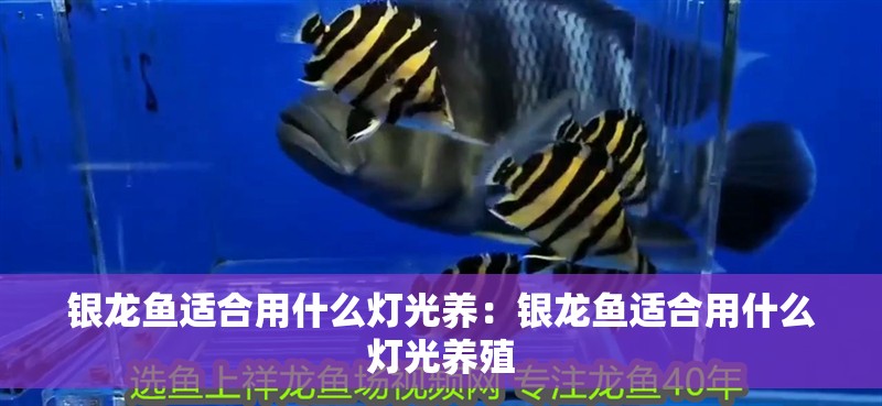 銀龍魚適合用什么燈光養：銀龍魚適合用什么燈光養殖