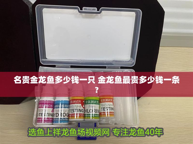 名貴金龍魚多少錢一只 金龍魚最貴多少錢一條?
