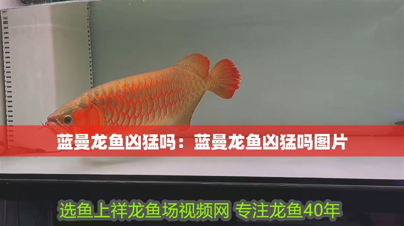 藍曼龍魚兇猛嗎：藍曼龍魚兇猛嗎圖片